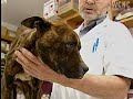 Vet forced to euthanize abused dog