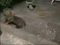 badger attack