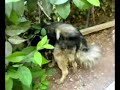 caucasian ovtcharka  ( ovcharka) - marja 1