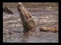Crocodiles eating wildebeest Grumeti Serengeti