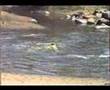 Crocodiles eating wildebeest Grumeti Serengeti