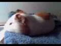 videos de kiro con sueño....