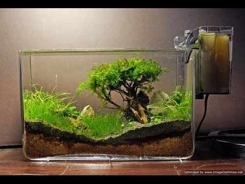how to grow moss