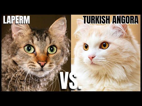 LaPerm Cat VS. Turkish Angora Cat