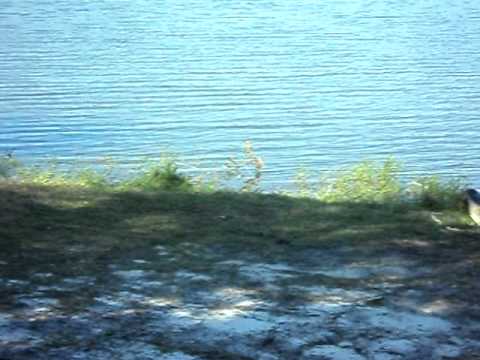 Alligator at St. Andrews State Park