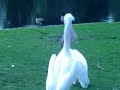 Pelikan Zjada Go??bia