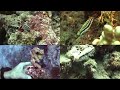 12 Peque?os Tesoros Del Arrecife Little Treasures Of The Reef