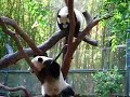 Su Lin and Bai Yun - 3