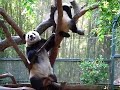 su lin comes down for a little playtime with mommy.
