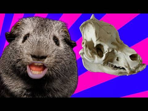 Cannibalism%21