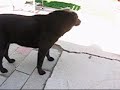 Click here to watch this video DogTalk_Jet_Siren.wmv