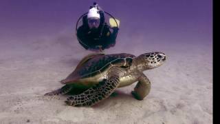 Video Imperdível do Aloha Divers - Mergulho em Okinawa