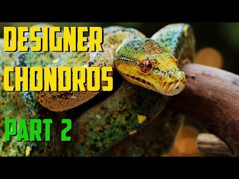 YouTube reptile video