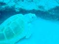 Tortuga en Cabrón