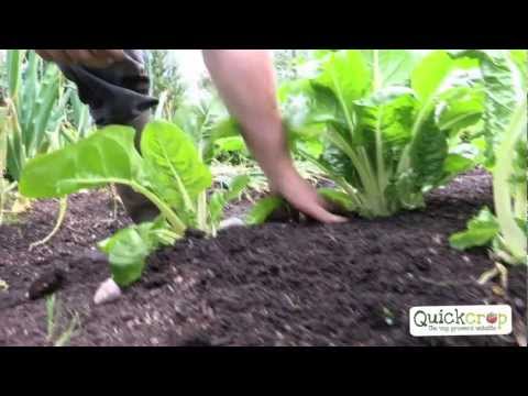 how to grow swiss chard