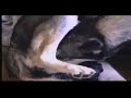Gangi parto di otto  cuccioli di husky
