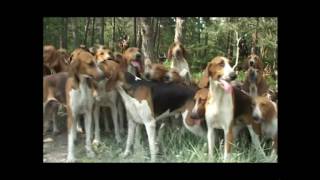 Centenaire de la Société de Vénerie - Film réalisé par Seasons en 2001