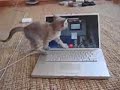 Il gatto e il notebook Il gatto e il notebook