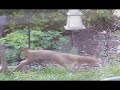 Butter my Squirrel pole