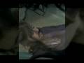 video de camii