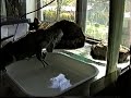 Little Godzilla and my cat share his tank