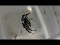 HUGE DEADLY FUNNEL WEB Spider - SUPER CLOSE UP (in HD) - Part 2 of 2