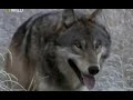 Grizzly Bears V the Wolves Survival Documentary HQ by jaandil7