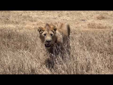 YOUNG LION CUB