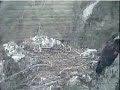 Good- Night Sweet Eaglet Star