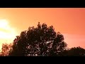 de mooie schepping van Allaah de mooie schepping van Allaah
