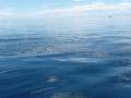 Baleine a la Peninsule Valdes