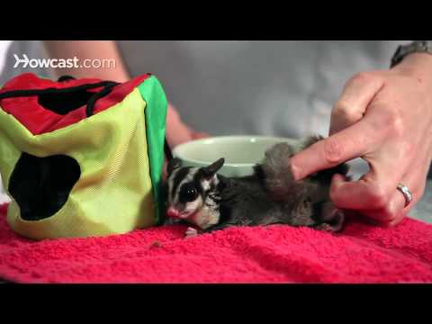 how to love sugar glider