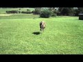 Phillip Island 11/24/2009 - emus and dingoes