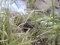 videos de Divide Creek Seep 2004 - 