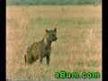 lions vs hyenas