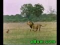 lions vs hyenas