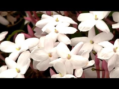 how to transplant confederate jasmine