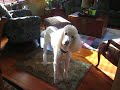 Matisse the Standard Poodle