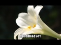 Click here to watch this video チワワのChihiro's White Lilies in the Mountain