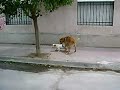 PERROS CALIENTES