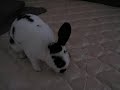 My Rabbit BB(Bunny Boy)