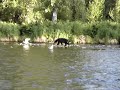 Alaskan black bear