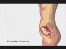 desarrollo prenatal