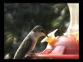 Female Ruby throated hummingbird Female Ruby throated hummingbird