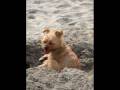 videos de 