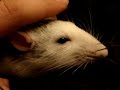 Pet Rats Learning to Boggle and Brux on camera
