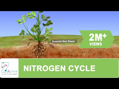 how to provide nitrogen to plants