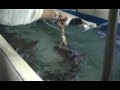 The Shark - Il pasto degli Squali