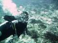 videos de con tortugas