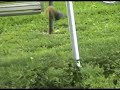 squirrels-everywhere-78-week-old-squirrel-antics.html